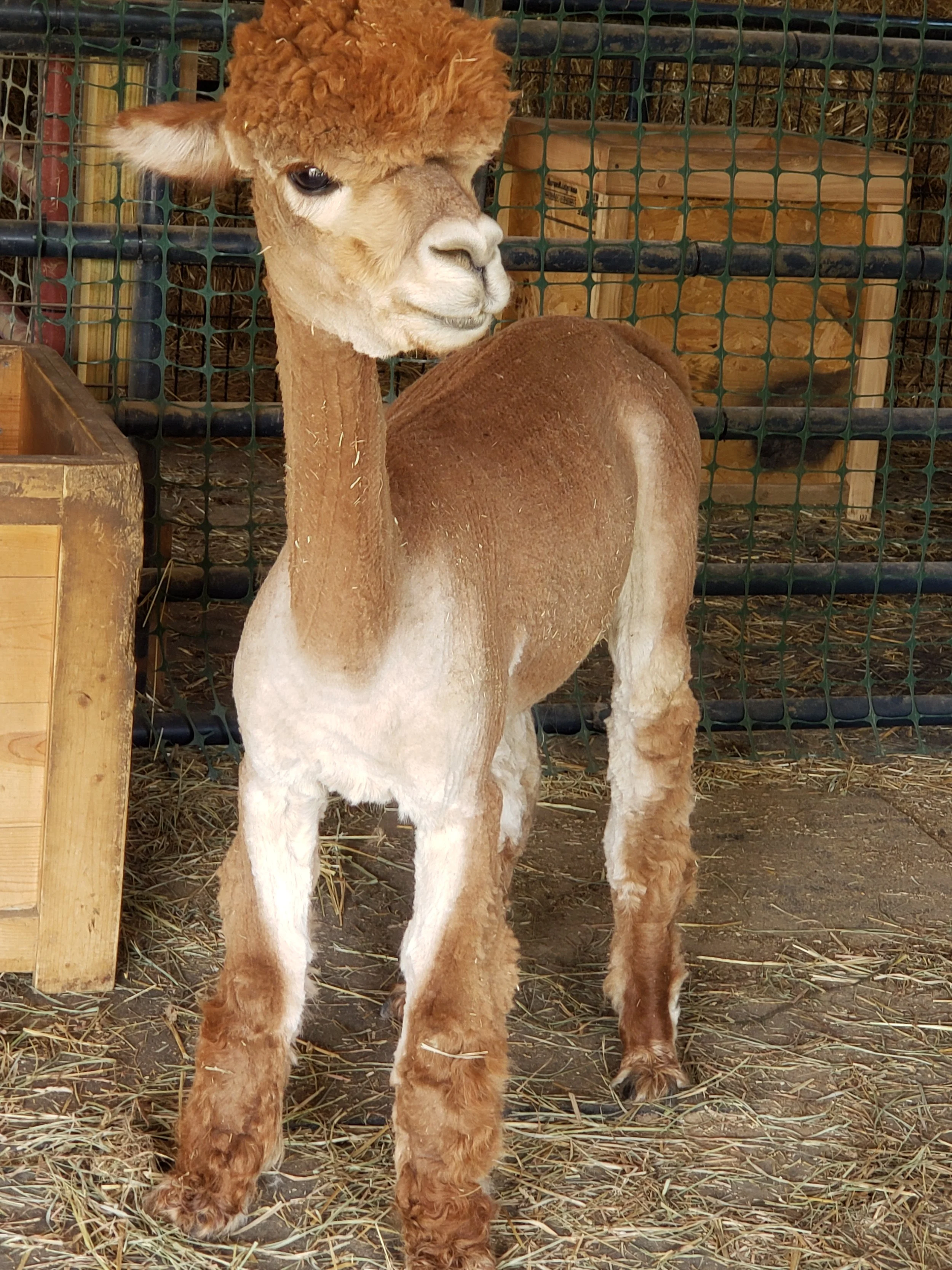 Meet Our Alpacas - Family-Friendly Farm Experience — Pond View